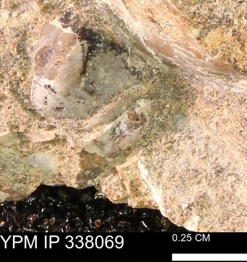 undet. Bivalvia