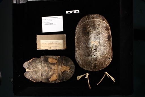 Pelusios niger