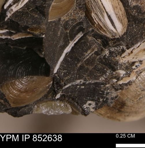 Limopsis striatopunctatus