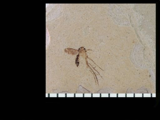 undet. Mycetophilidae