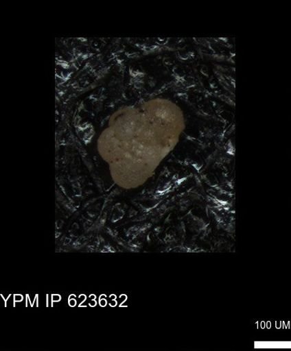 undet. Foraminiferida