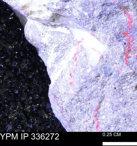 undet. Mollusca