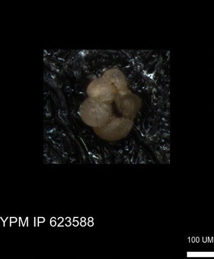 undet. Foraminiferida