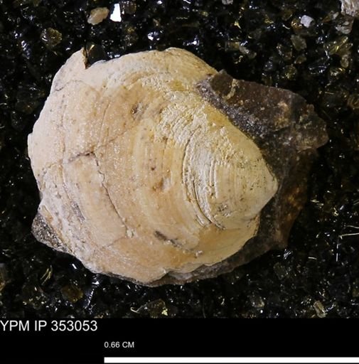 Limopsis striatopunctatus