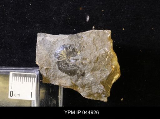 Sphenodiscus lenticularis