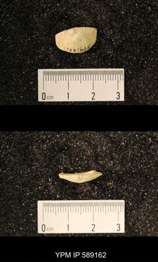 Sowerbyella sp.