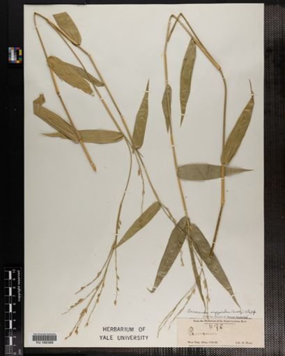 Plantae