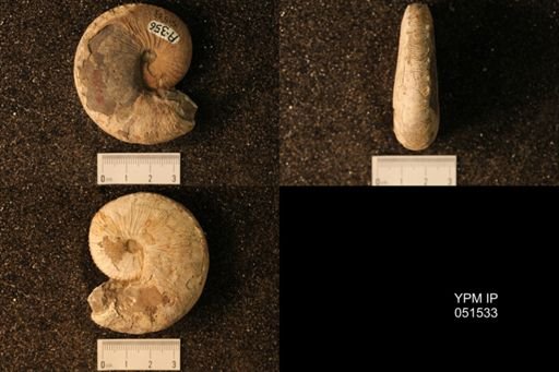 Hoploscaphites nicolletii