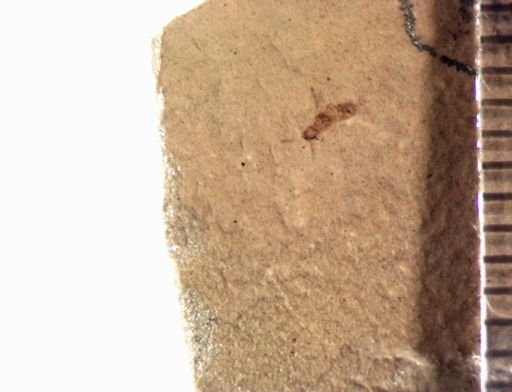 undet. Staphylinidae
