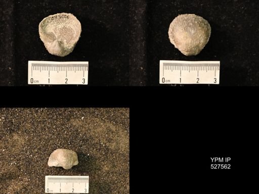 Pustula nebrascensis