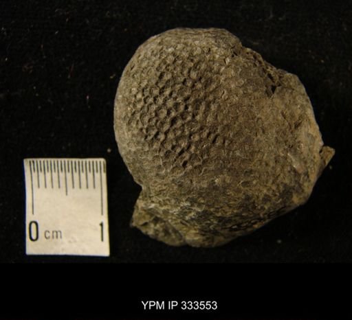 Favosites cf. aspera