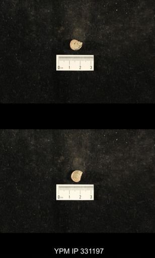 Trepospira depressa
