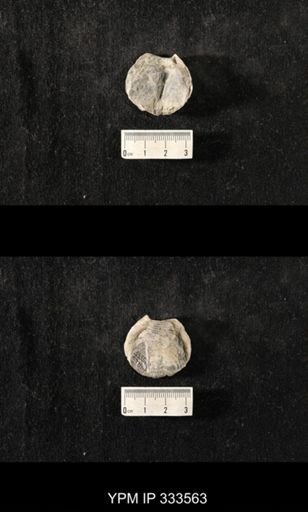 Athyris spiriferoides?