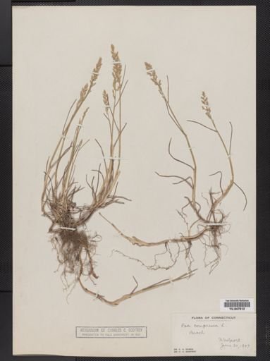 Poa compressa