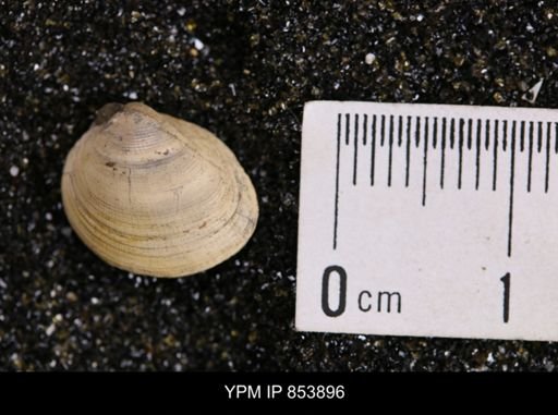 Limopsis striatopunctatus