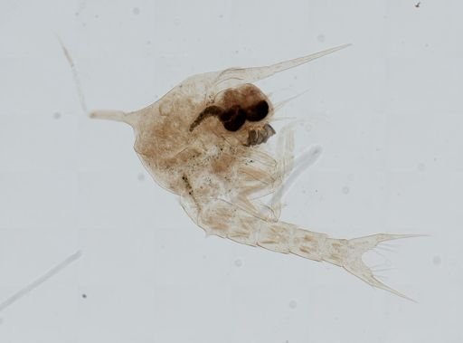 Brachyura