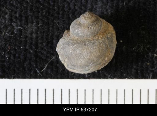 Viviparus montanaensis