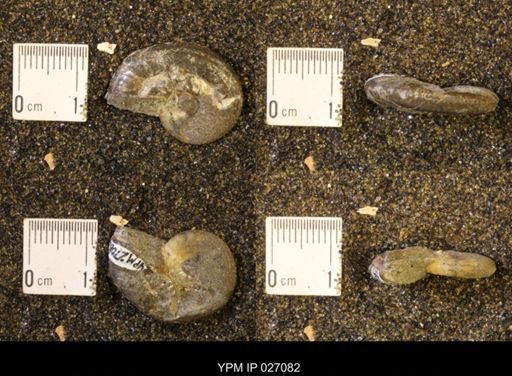 Discoscaphites rossi