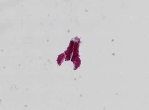 Platorchestia platensis