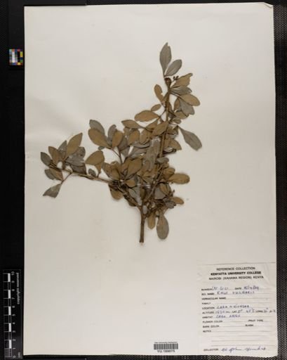 Plantae