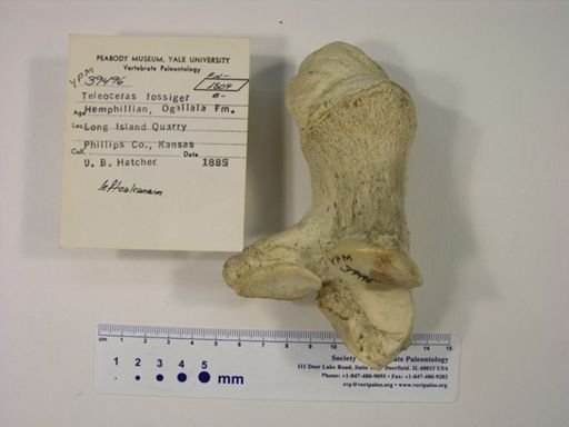 Teleoceras fossiger