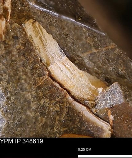 undet. Mollusca
