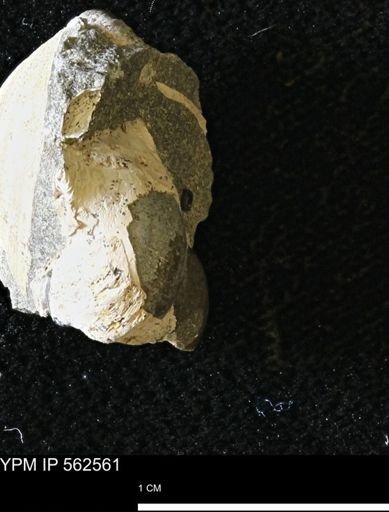 undet. Gastropoda
