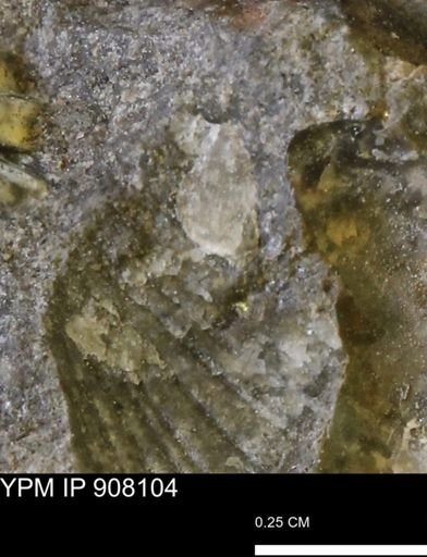 undet. Mollusca