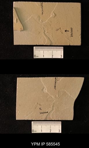 undet. Ichneumonidae