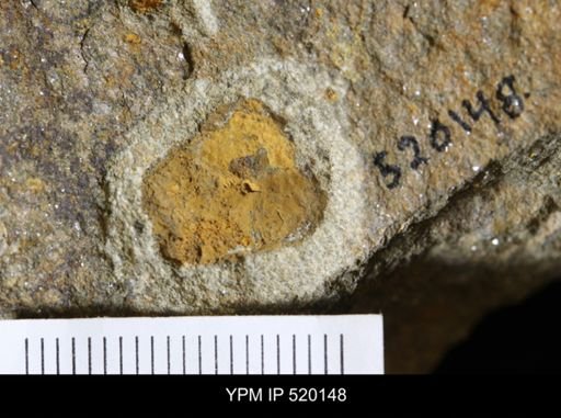 undet. Edrioasteroidea