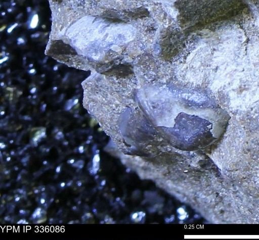 Protocardia subquadrata