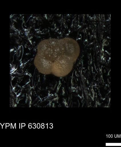 undet. Rugoglobigerinidae