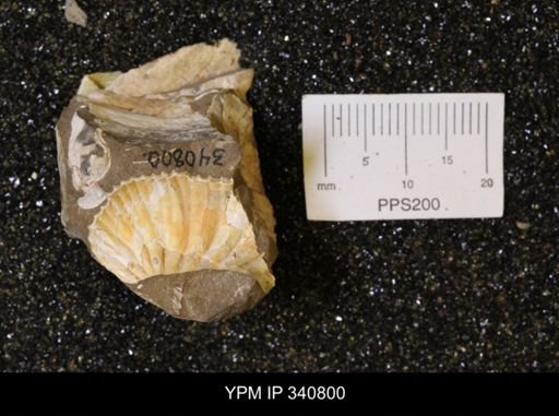 Scaphites