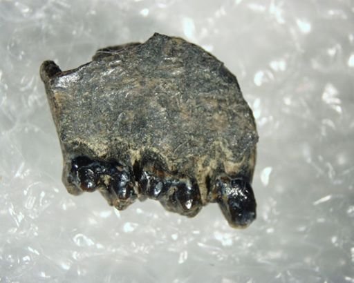 Tetonius sp.