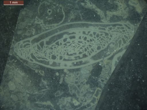 Triticites cullomensis