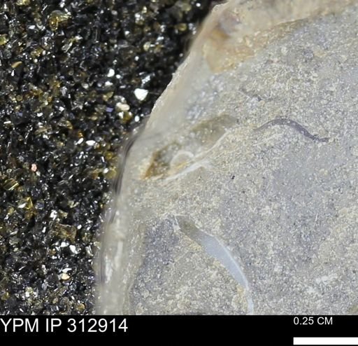 undet. Bivalvia