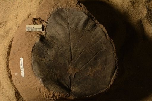 Protophyllum quadratum