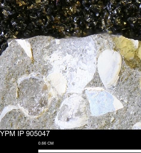 undet. Mollusca