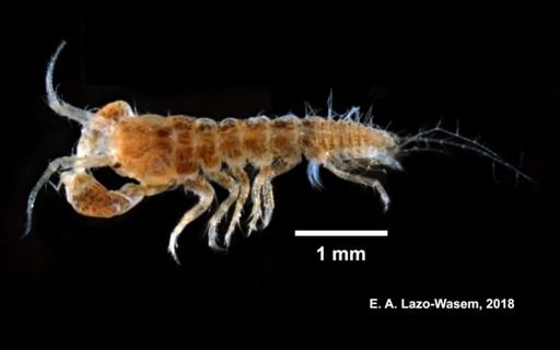 Apseudes propinquus