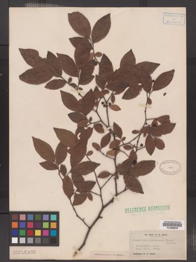 Vaccinium corymbosum
