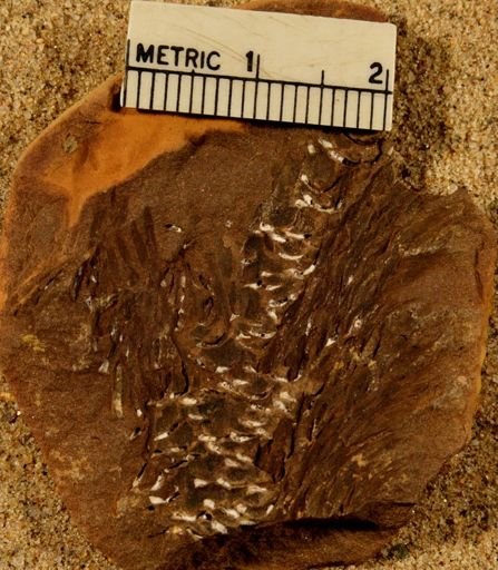 Lepidostrobus