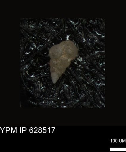 undet. Foraminiferida