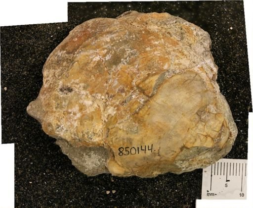 undet. Inoceramidae