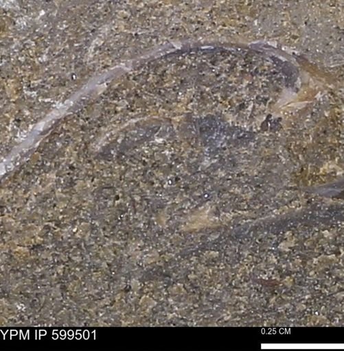 Protocardia subquadrata