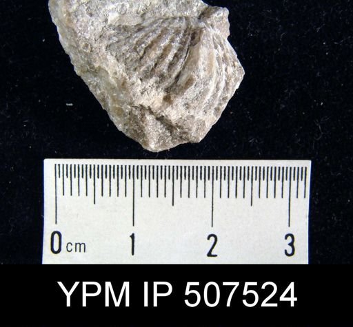 Spirifer varicosa