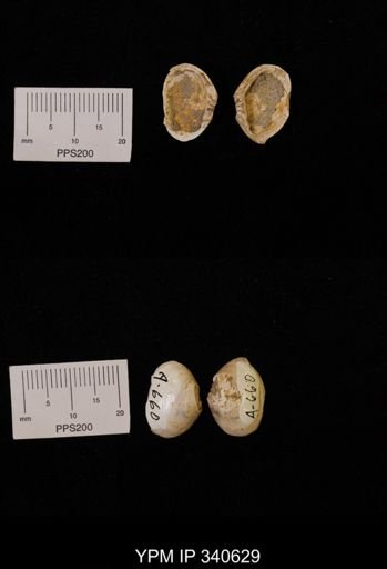 Corbicula