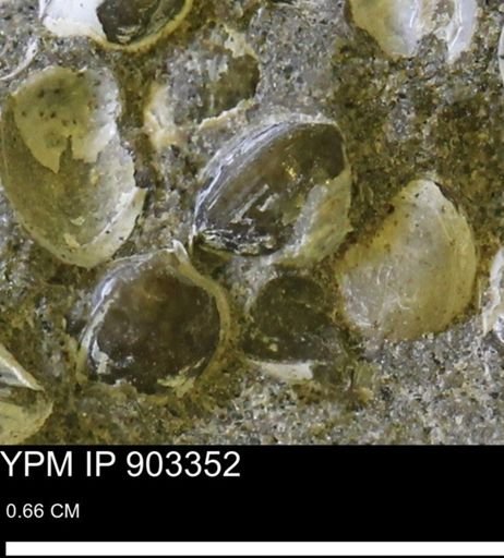 Corbulamella sp.