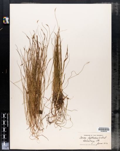 Carex leptalea