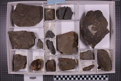 mixed taxa, stratigraphic collection