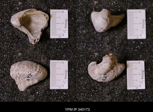 Gryphaea sp.